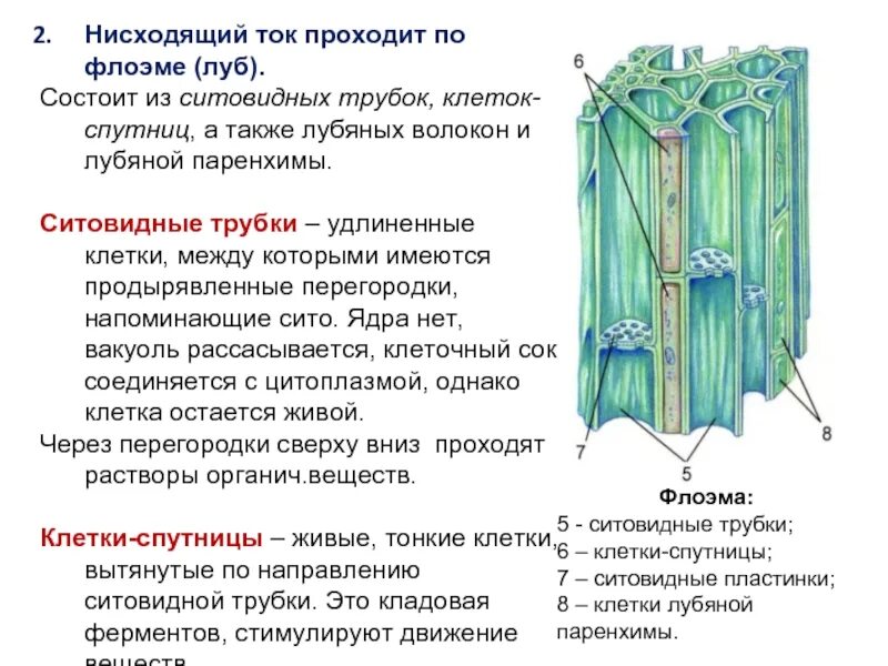 В состав какой ткани входят клетки. Проводящие ткани ситовидные трубки флоэма. Ситовидные клетки флоэмы строение. Проводящие ткани растений флоэма. Функции ситовидных трубок стебля.