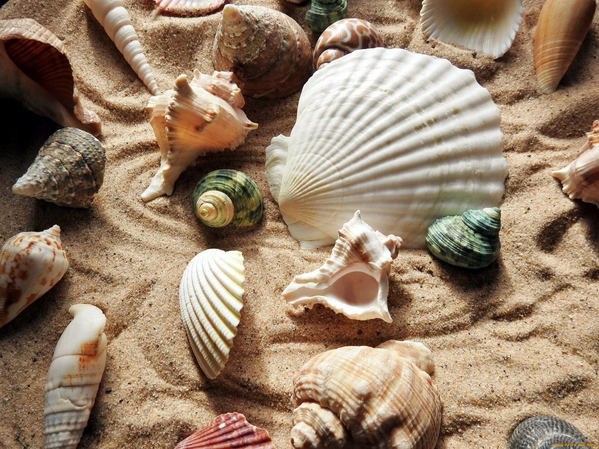 Sea shell