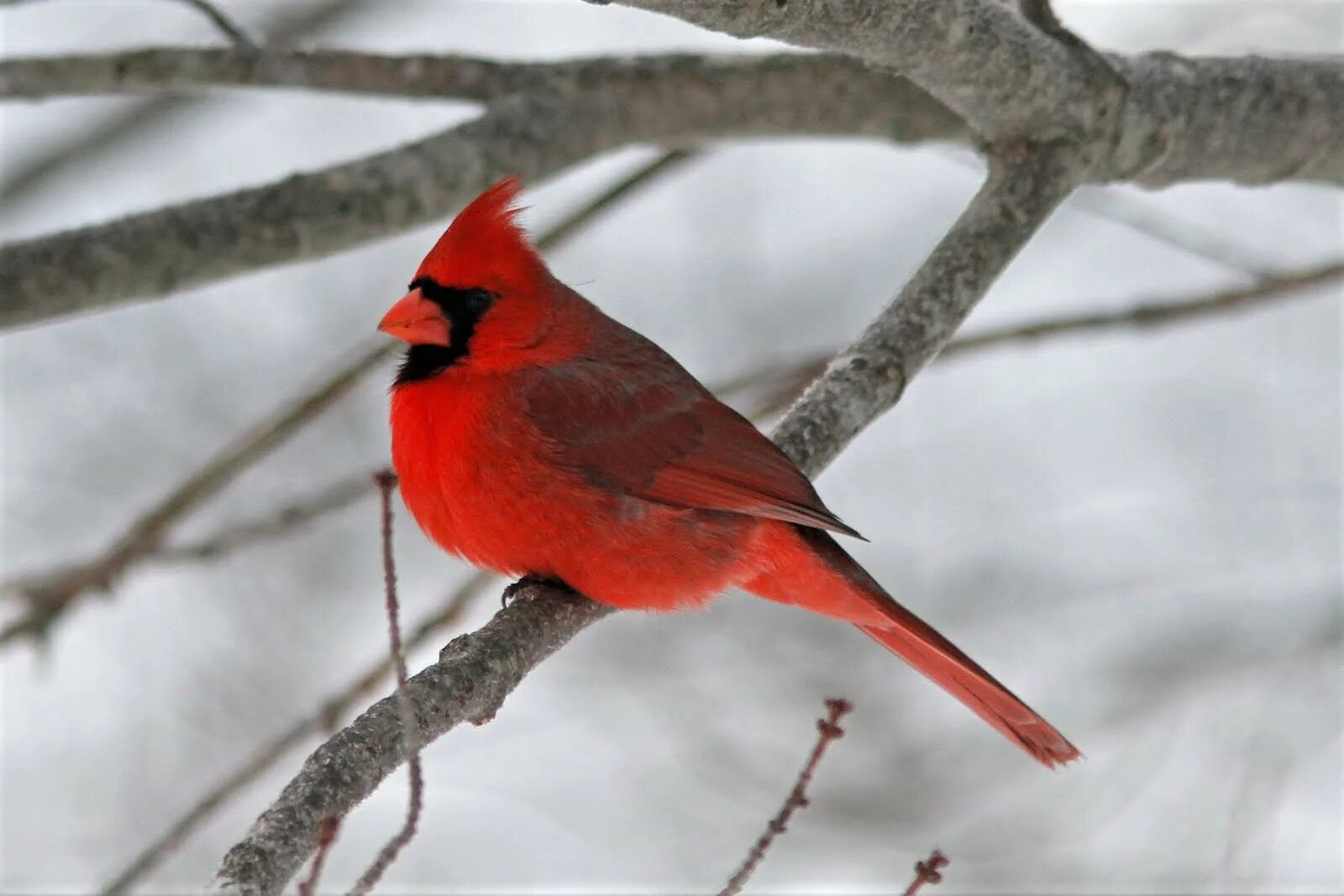 Птицы похожие на снегирей с красной. Красный хохлатый Кардинал. Виргинский Кардинал. Снегирь Кардинал. Кардинал с красным хохолком.