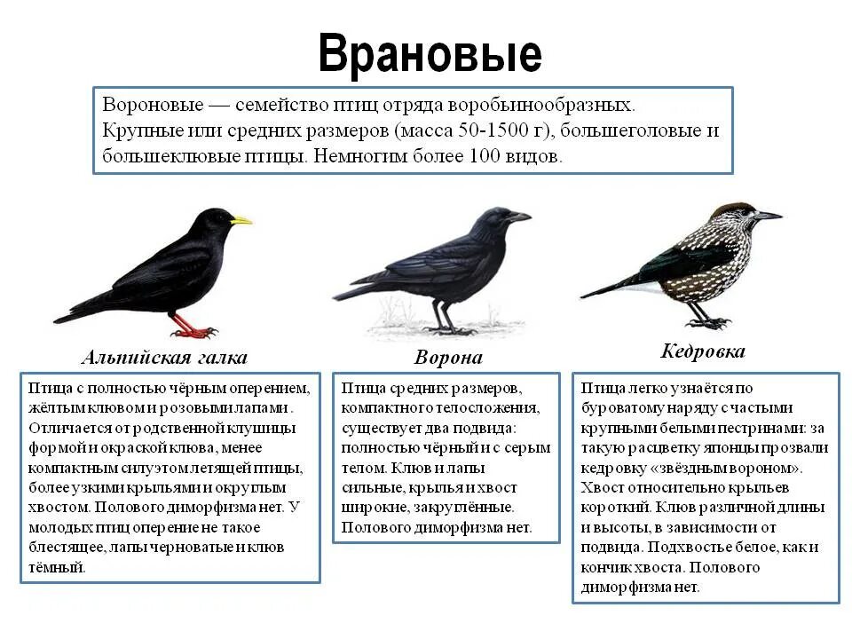 Семейство враные Галка. Врановые птицы классификация. Птицы семейства врановых. Врановые Воробьинообразные.