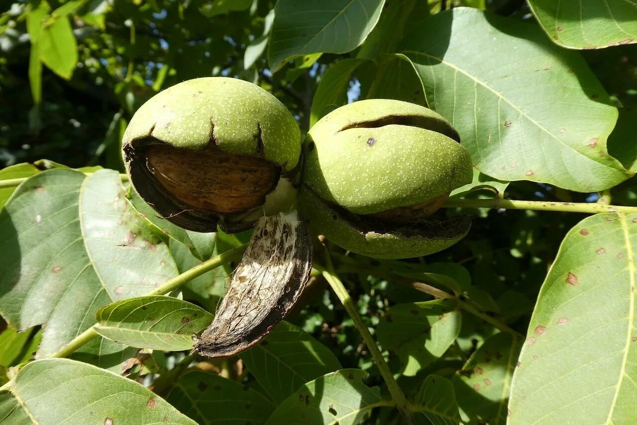 Подкормка грецкого ореха. Орех грецкий (Juglans Regia). Грецкий орех в субтропиках. Грецкий орех сорт Астаховский. Грецкий орех деревья с орехами.