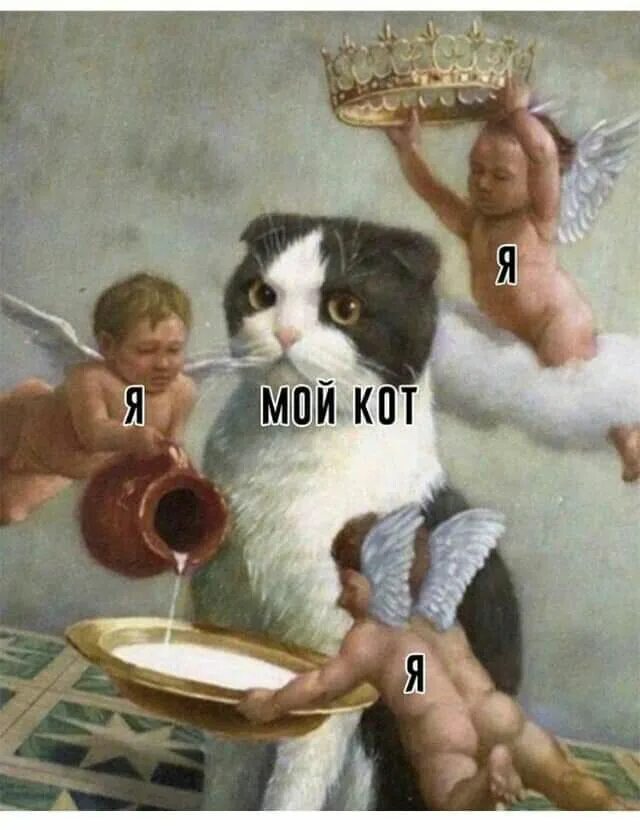 У меня уже есть кот. Когда наступил на кота. с наступающим кот. картины с надписями. смешные картины с надписями.