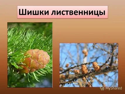 Плотность шишки лиственницы