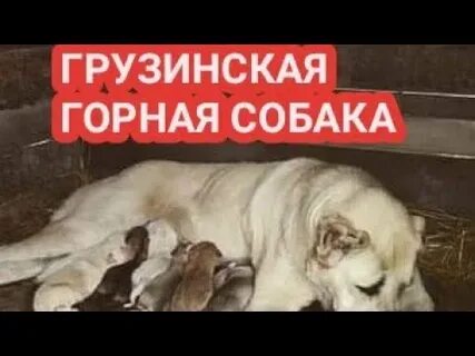 Собака по грузински