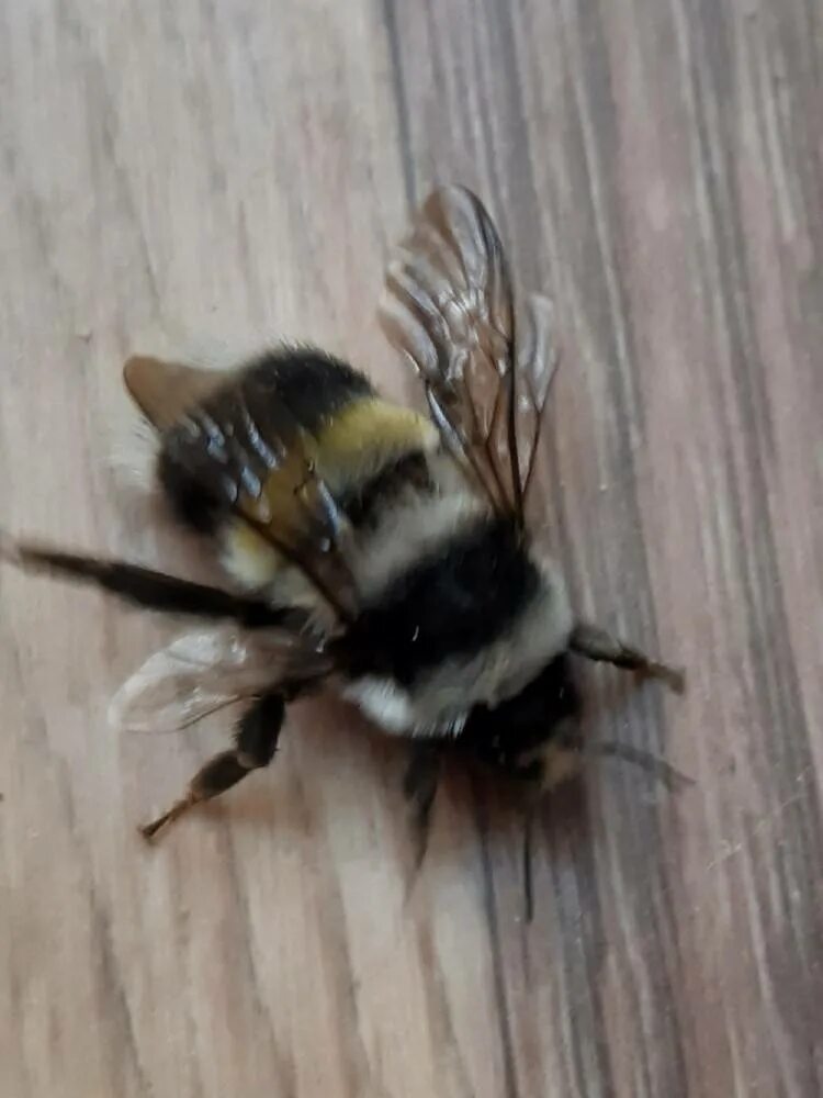 Шмель плодовый Bombus pomorum. Шмель модестус.