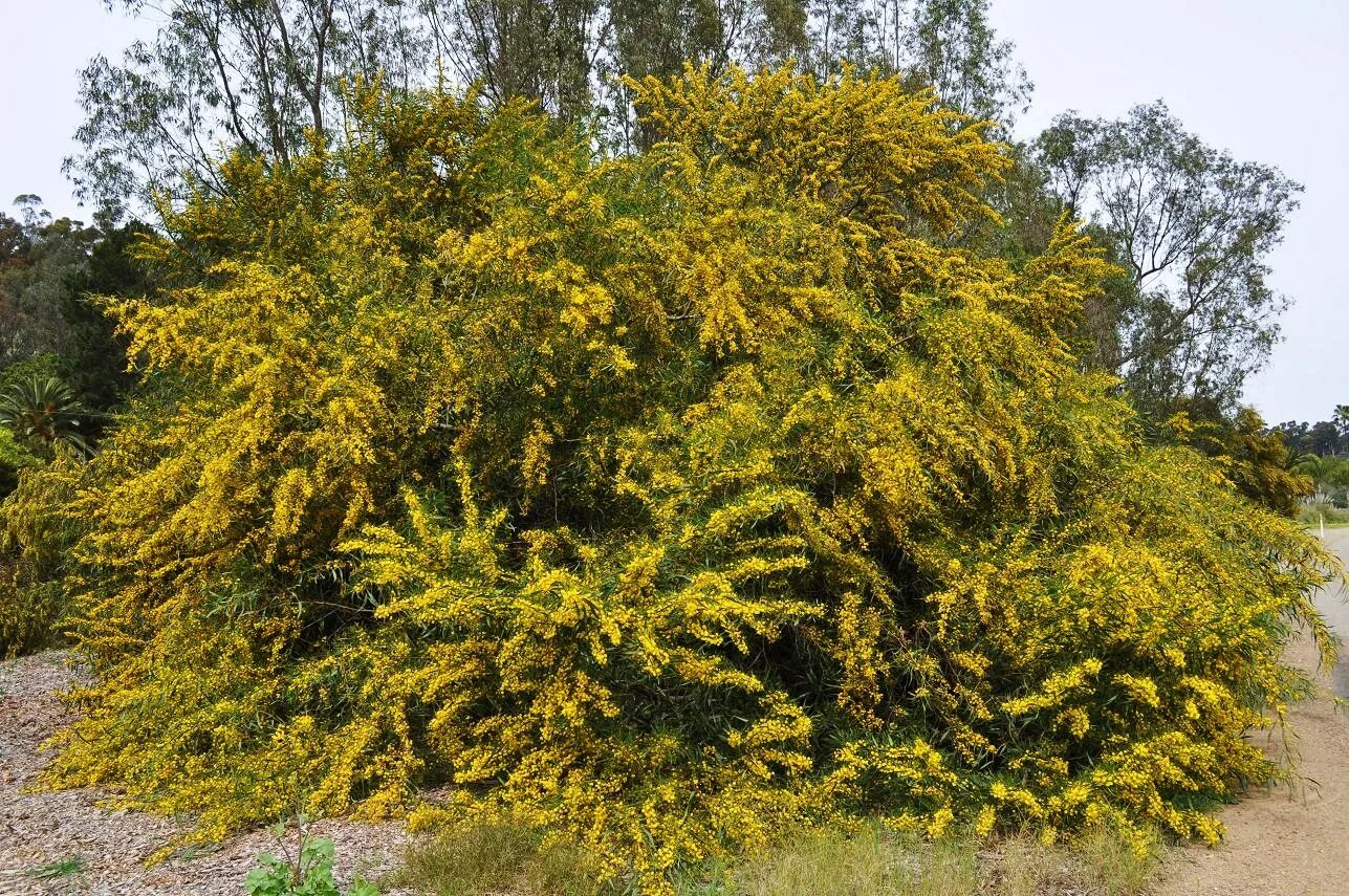 Карагана древовидная (caragana arborescens). Акация карагана древовидная. Акация желтая карагана древовидная. Акация карагана древовидная. Акация желтая карагана древовидная.