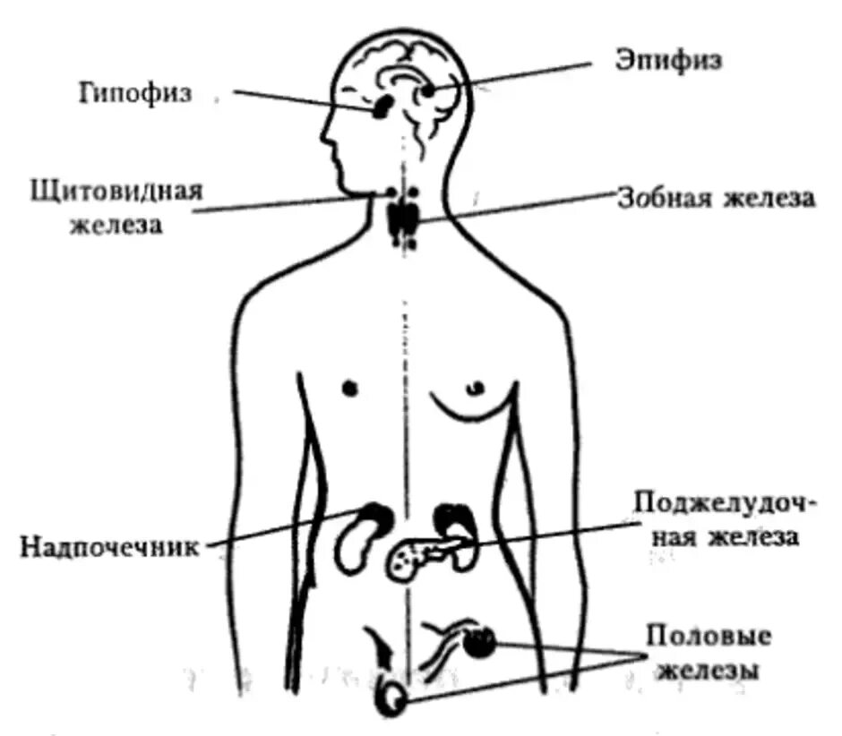 Какая эндокринная железа изображена на рисунке. Эндокринная система схема расположения желез. Месторасположение желез внутренней секреции рисунок. Расположение желез внутренней секреции человека схема. Эндокринная система железы внутренней секреции схема.