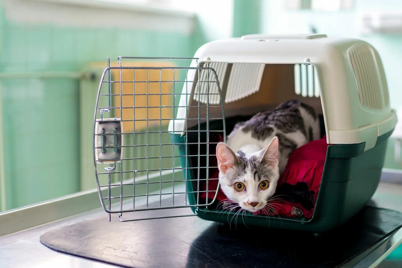 Переноски для котов. Кошка в переноске. Клетка для перевозки кошек. Переноски для животных в самолете.