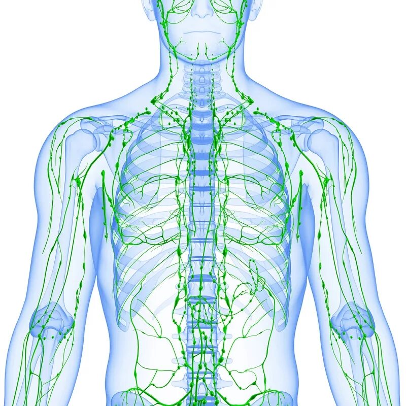Лимфатическая система 3д. Лимфатическая система человека 3 д. Лимфатические сосуды на теле человека. Очищение лимфатической системы. Рисунок лимфатической системы