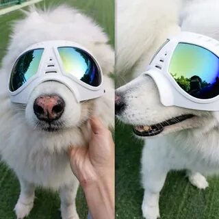 Очки для собак