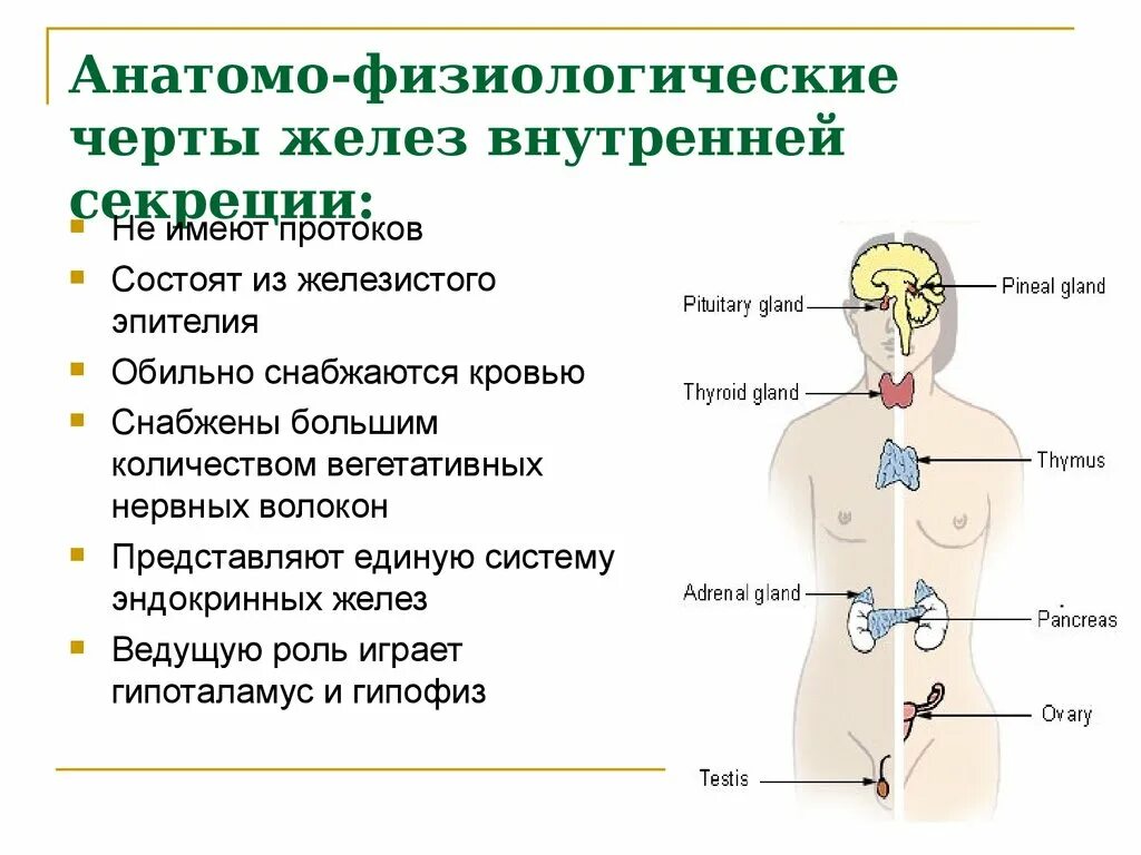 Железы внутренней секреции особенности строения. .Система желез внутренней секреции. Функции. Внутрисекреторная деятельность желез внутренней секреции. Схема функций желез внутренней секреции. Рис 59 железы внутренней секреции.