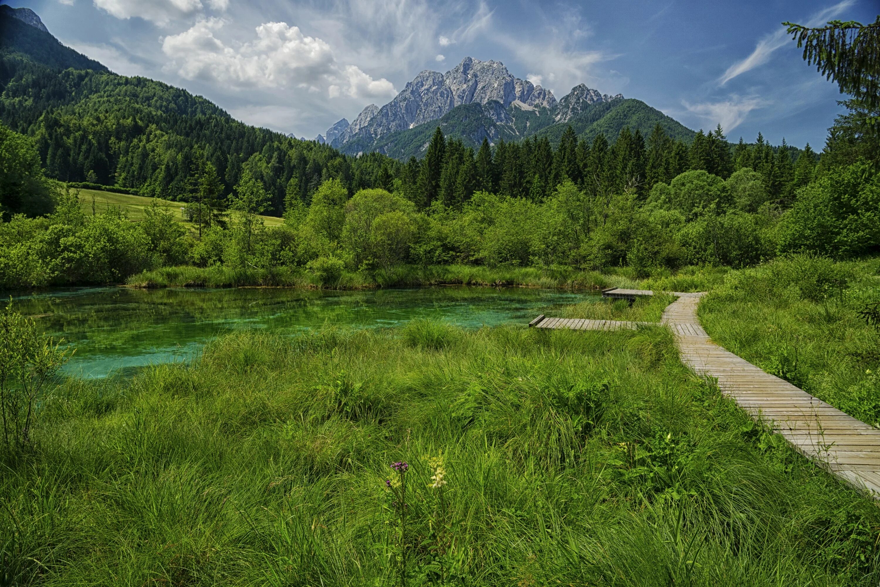 Зеленчи Словения. Горы лес Словения. Лесная тропинка горы озеро. Словения лес парки.