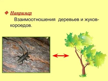 Дерево тип взаимоотношений