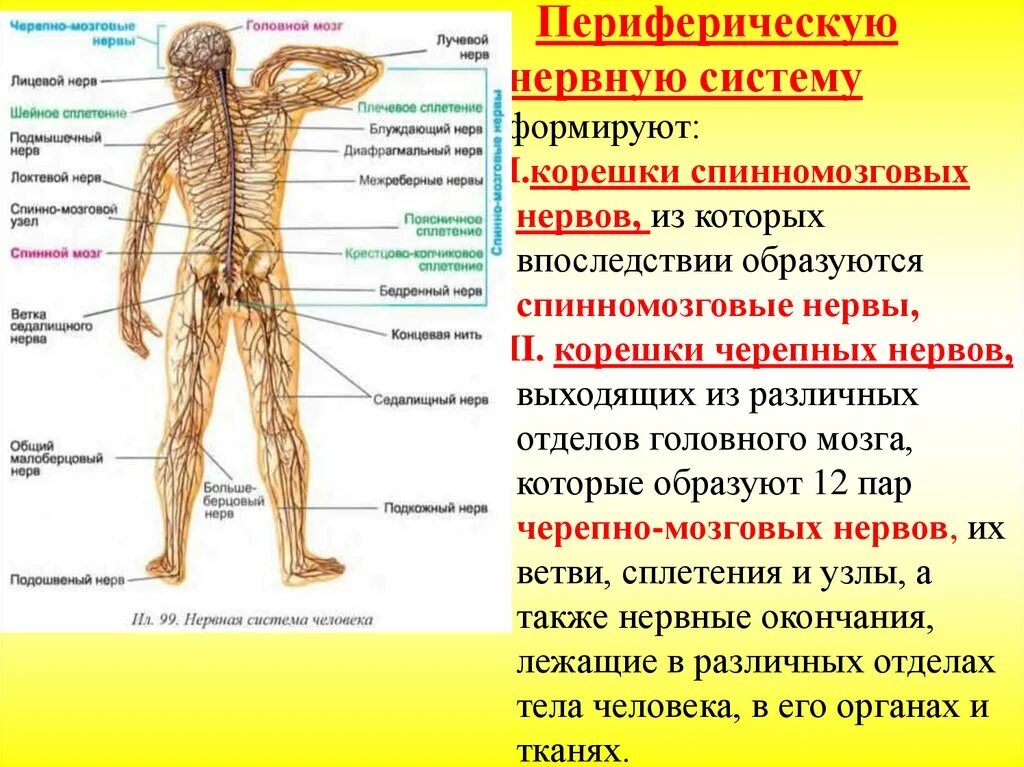 Периферические нервы симптомы. Периферические Черепные нервы. Периферическая нервная система черепно-мозговые нервы. Черепно мозговые нервы животных. Черепные нервы домашних животных.