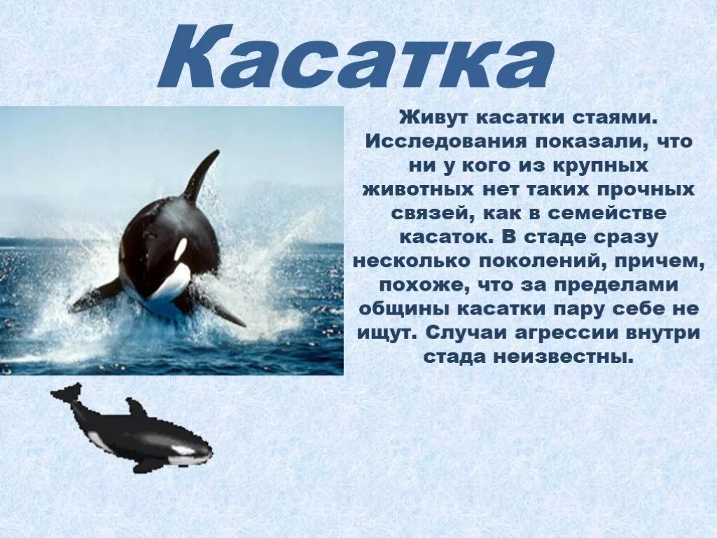 Где живет кит 1 класс рабочая. Сообщение о касатке. Доклад про касатку. Интересные факты о косатках. Касатка интересные факты для детей.