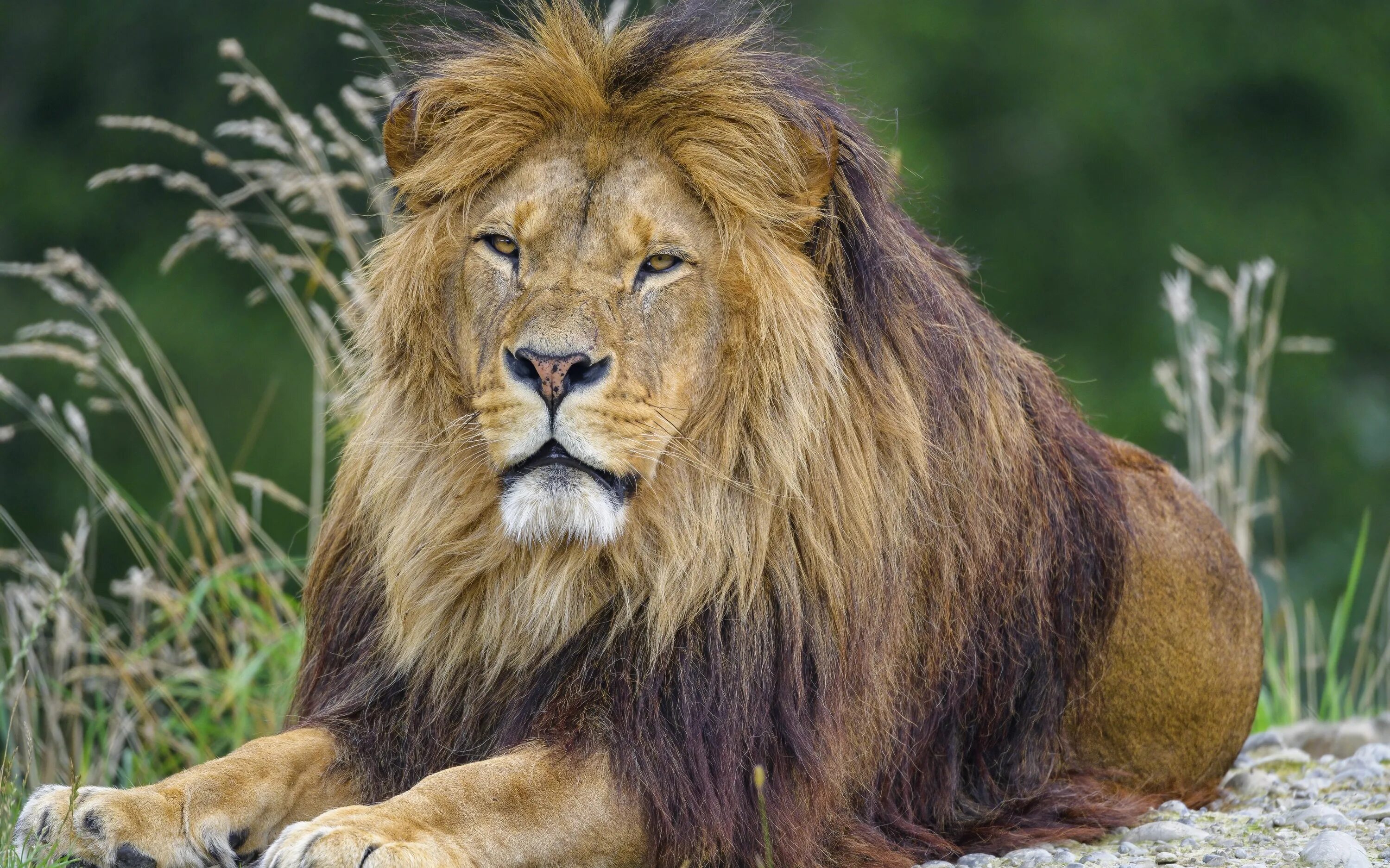 Лев обои. Лев. Лев хищник. Лев хищник. 600 лев.