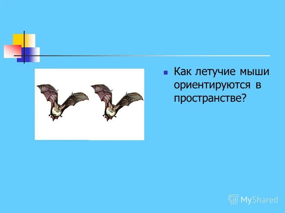 Ультразвук летучих мышей. Летучие мыши ориентируются в пространстве с помощью. Эхолокация рукокрылых. Летучие мыши ориентируются в пространстве с помощью. Ультразвук в природе летучие мыши.