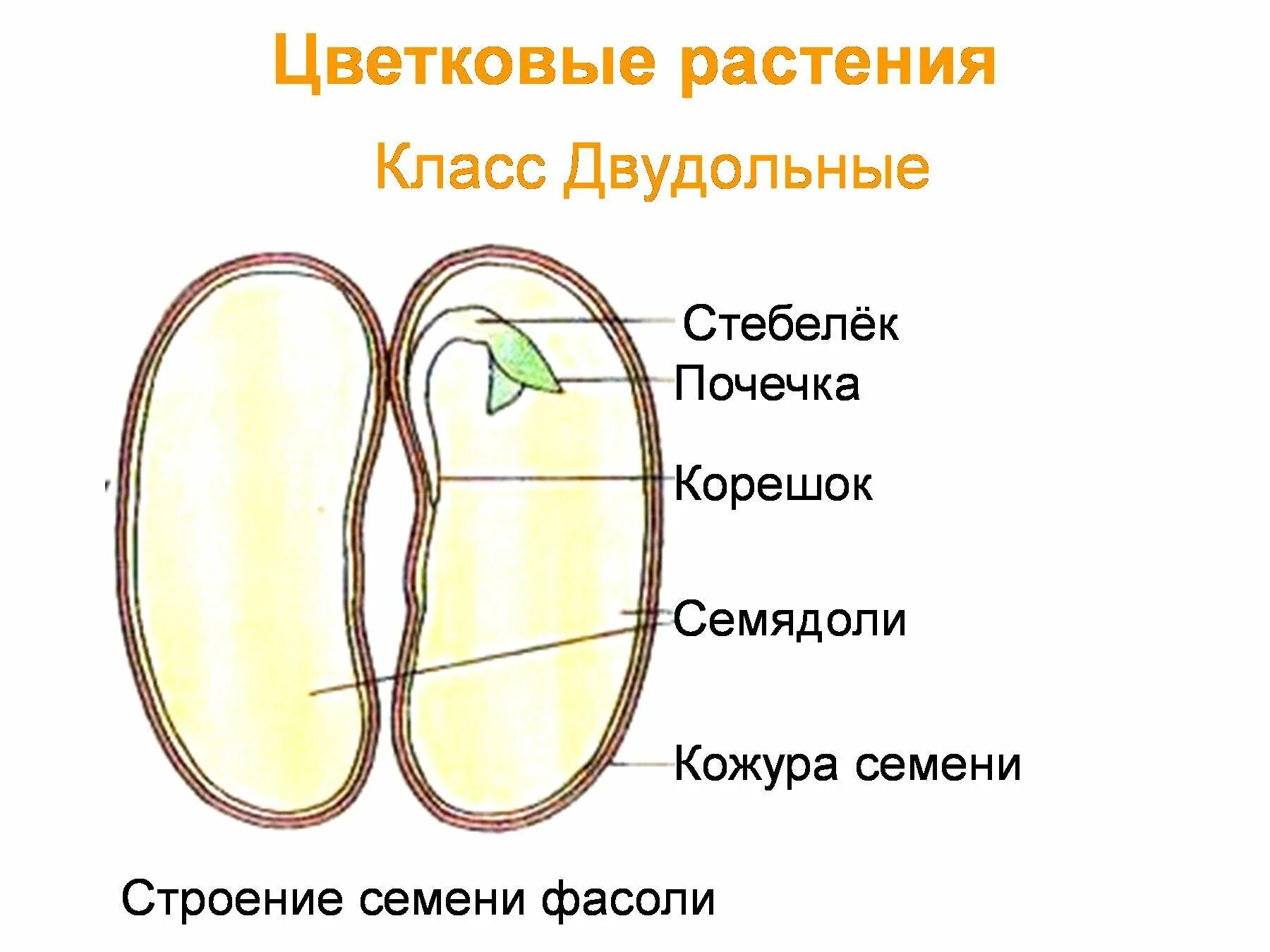 Какое строение имеют семена двудольных растений. Структуры семени семядоля двудольного растения. Строение зародыша однодольных растений. Структура семени двудольного растения рисунок. Строение семени двудольного растения.