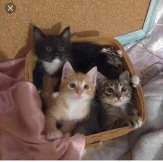 Куфар котята