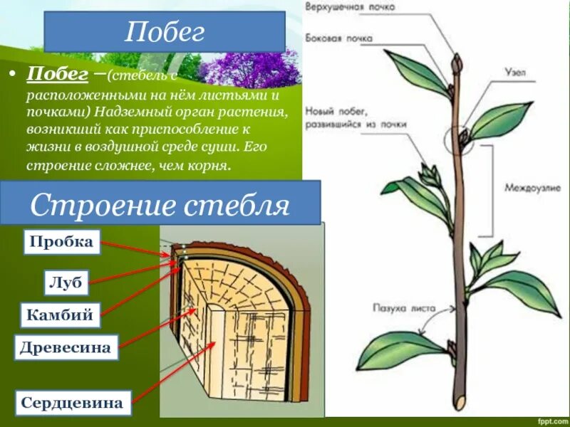 Стебель определение биология. Строение растения черешок. побег стебель строение. корень побег лист стебель. побег толстянки строение побега.