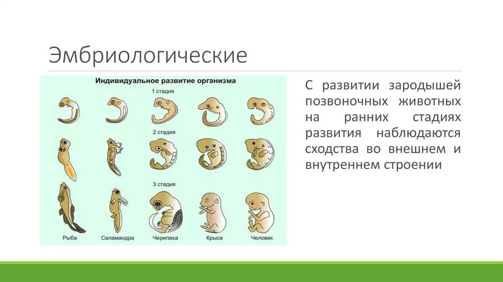 Стадии зародышевого развития позвоночного животного. Стадии развития зародыша позвоночных животных. Эмбриологические доказательства сходства зародышей. Эмбриологическое сходство ранних стадий развития зародышей.