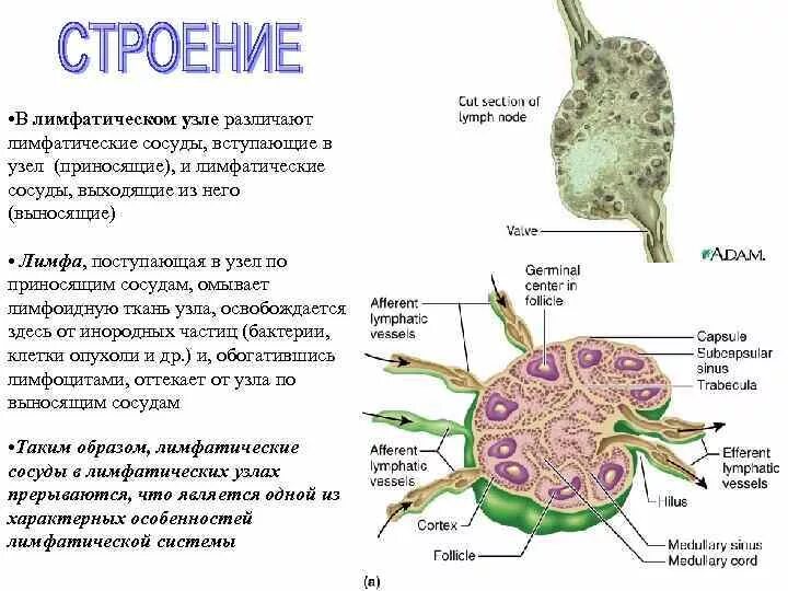 Лимфоузлы особенности. Лимфатические узлы строение и функции. Строение и функции лимфоузла. Строение лимфатического узла. Строение и функции лимфатических узлов анатомия.