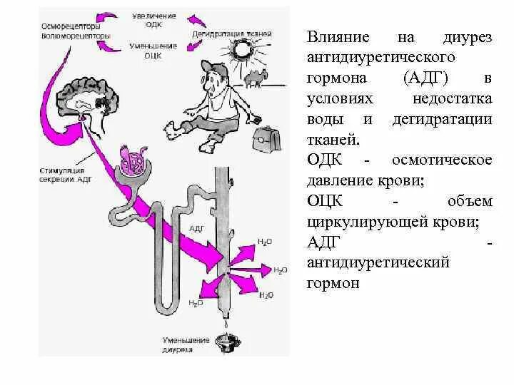 Антидиуретический гормон диурез. Осмотический диурез механизм. Антидиуретический гормон (АДГ). Влияние АДГ на диурез.