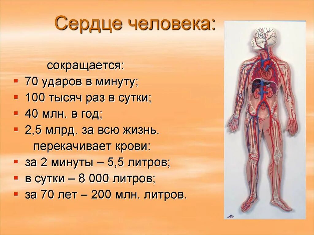 Насколько сердце. Кровеносная система человека. Интересные сведения о сердце. Интересные факты о сердце. Факты о сердце человека.