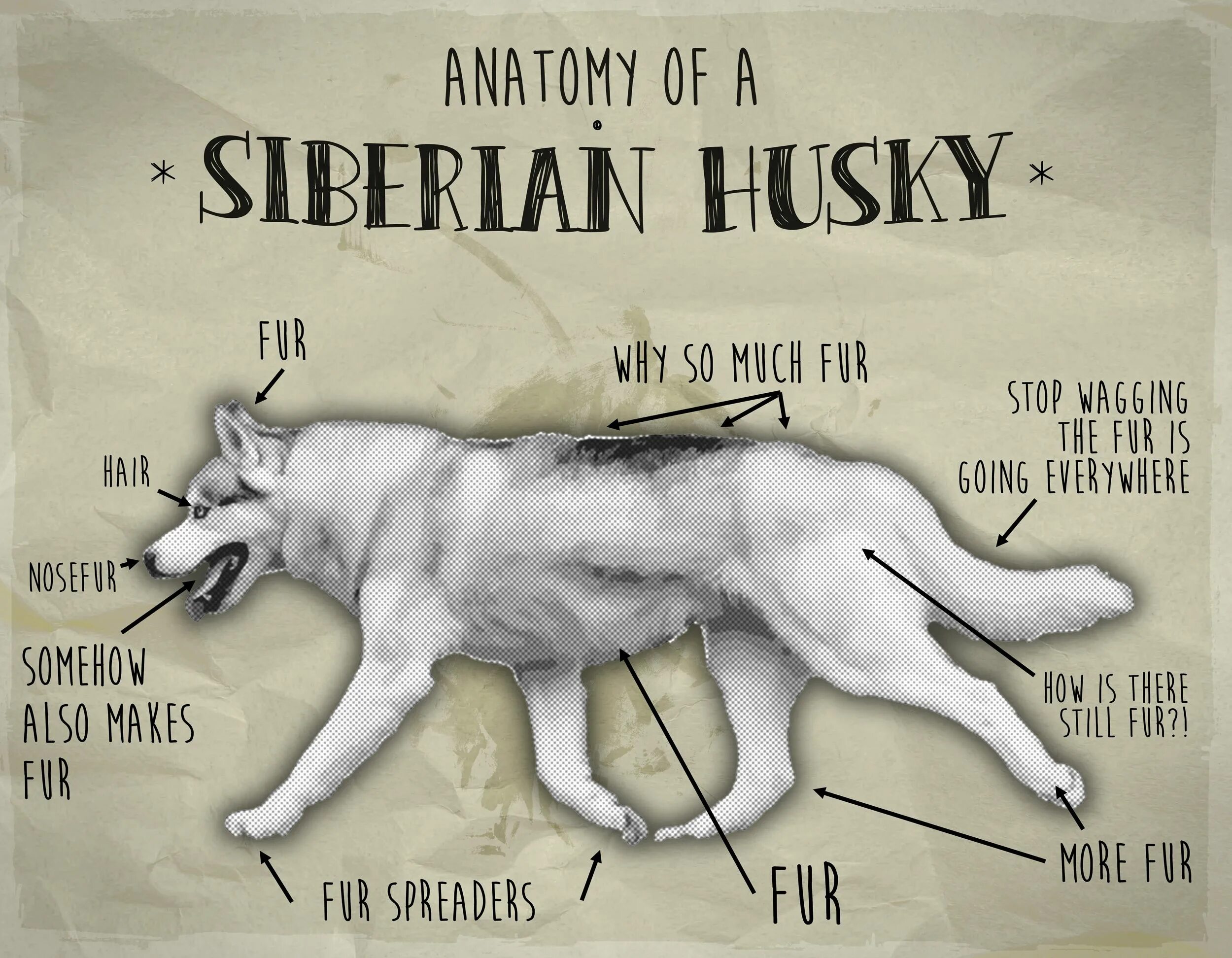 Анатомия хаски. Анатомия собаки хаски. Скелет хаски. Хаски щенок анатомия.