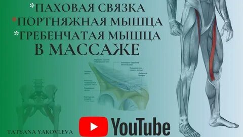 Паховая мышца
