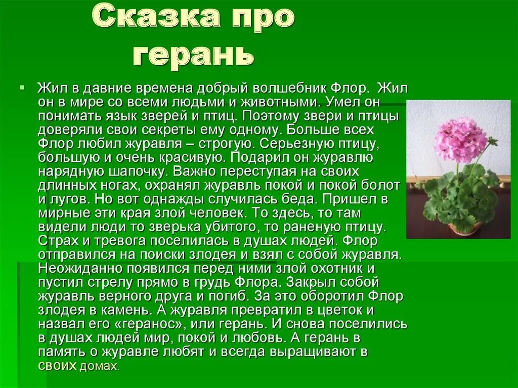 Легенда про герань для детей. Сказки про цветы. Сказки про растения. Сказки и легенды о комнатных цветах. Герань читать