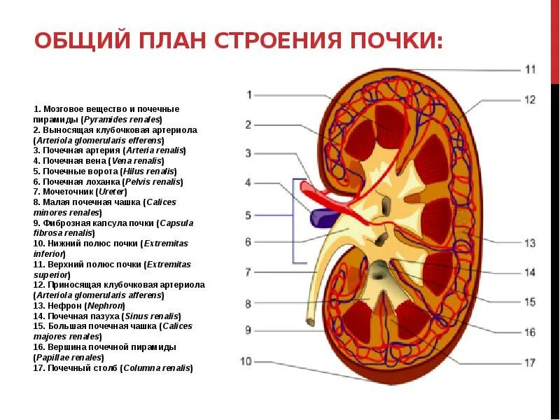 На рисунке 2 изображено строение почки. Строение почки почечная пазуха. Строение почки выносящая Вена. Строение почки почечная пирамида.