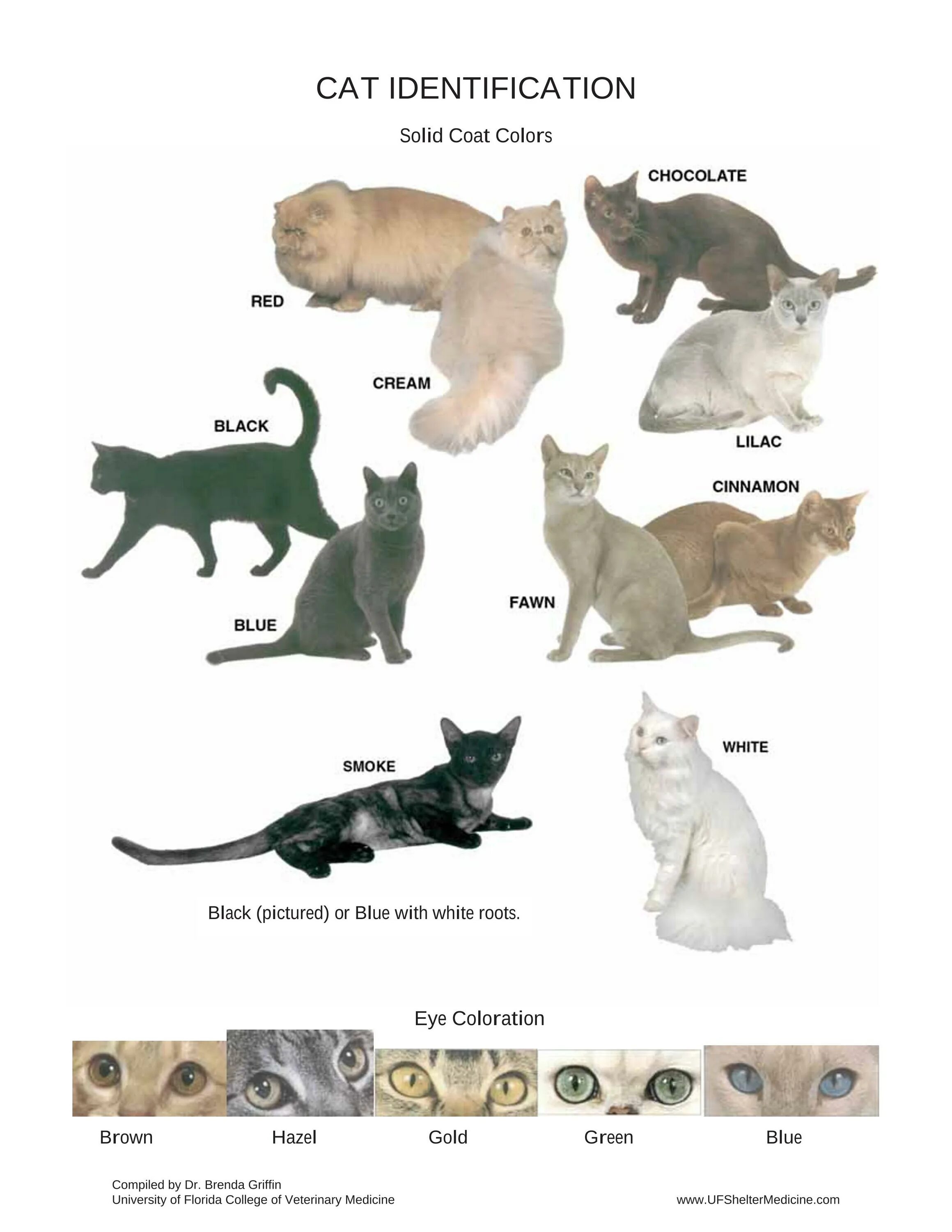 Список пород кошек. Определитель породы кошек. Породы кошек фото и названия по алфавиту. Породы кошек с фотографиями по алфавиту. Породы кошек с надписями.