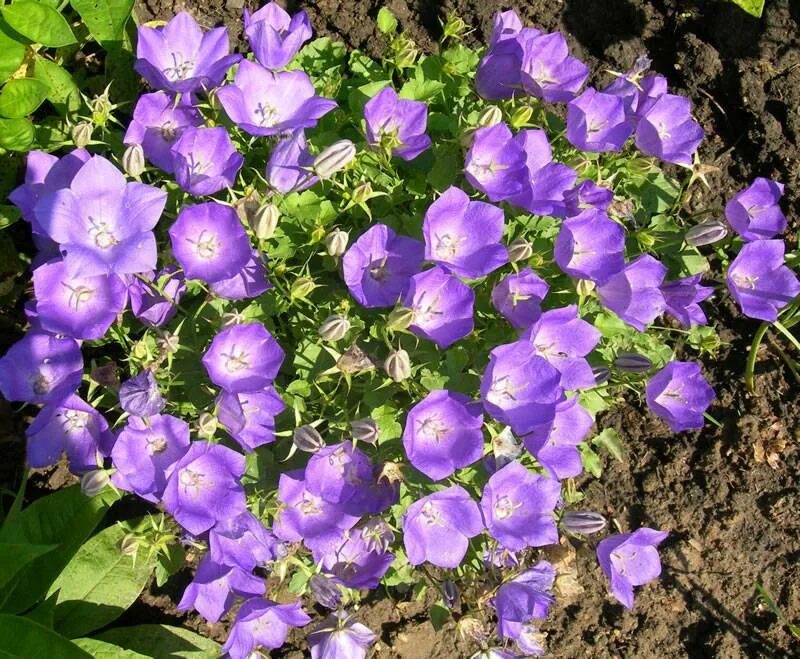 Колокольчик низкий. Колокольчик Карпатский (Campanula Carpatica). Кампанула синий колокольчик. Колокольчик Карпатский Гном. Колокольчик Карпатский почвопокровн.