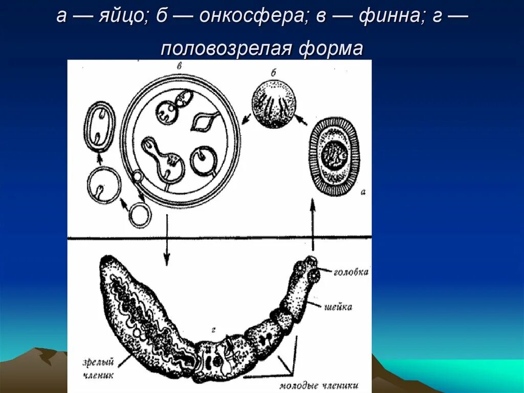 Яйцо – онкосфера - Финна – Марита.. Онкосфера эхинококка. Онкосферы ленточных червей. Эхинококкоз онкосфера. Яйцо с онкосферой