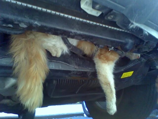 Кошка под капот. Кот под капотом машины. Котята залезли под капот машины. Кот под машиной. Котенок под машиной.