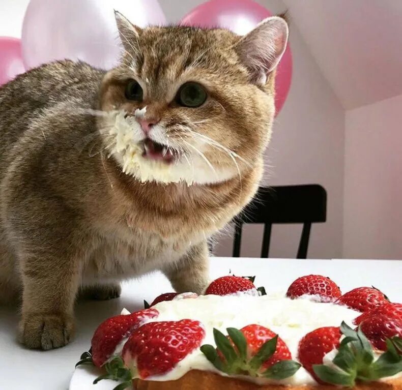 Кот с тортиком. Тортик для котика. Торт с «кошками». Веселый котик с тортиком.