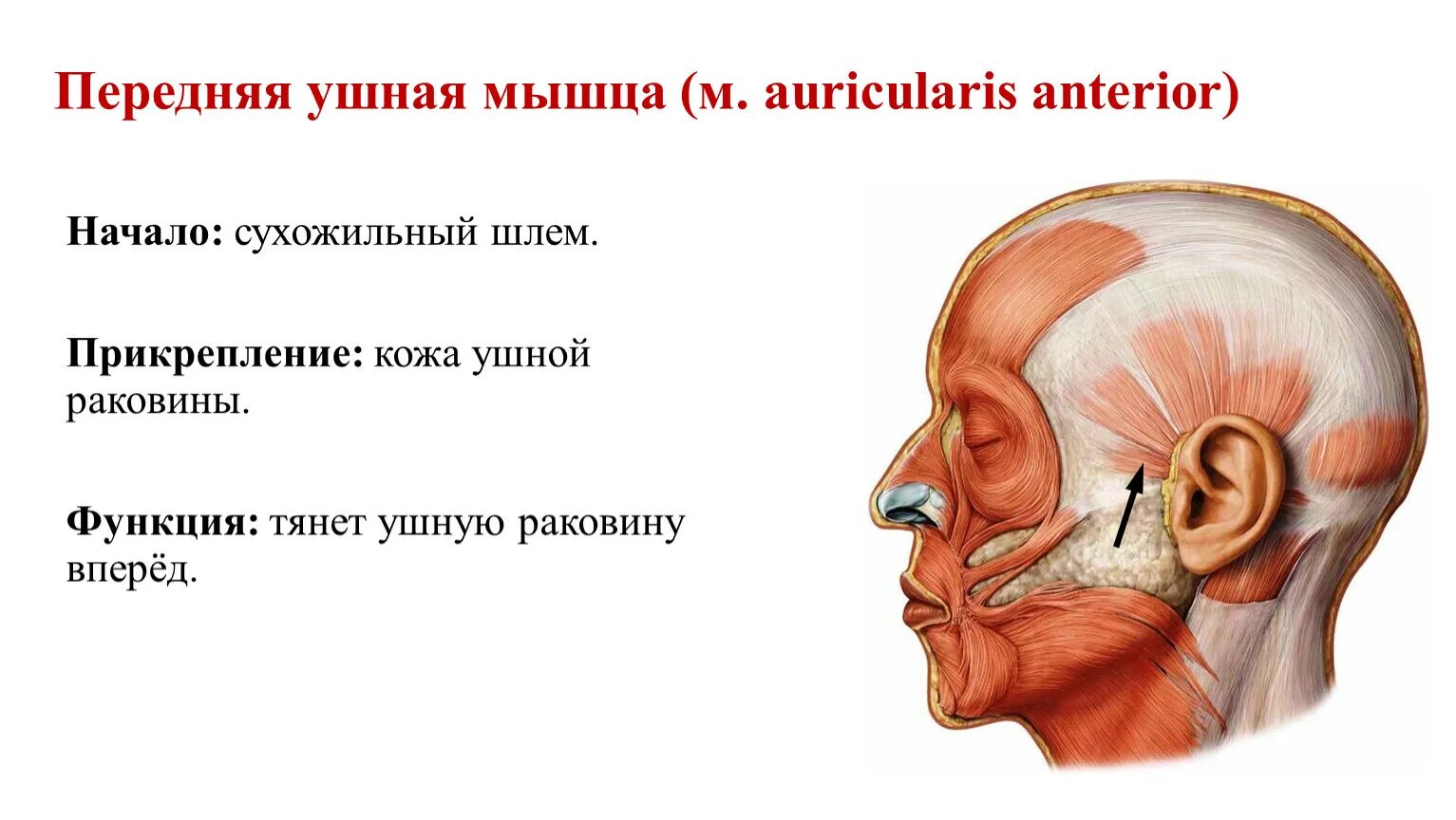 Функции надчерепных мышц. Задняя ушная мышца m. auricularis posterior. передняя ушная мышца начало прикрепление функции. мышцы наружного уха анатомия.