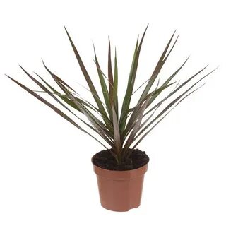 Mixed plants