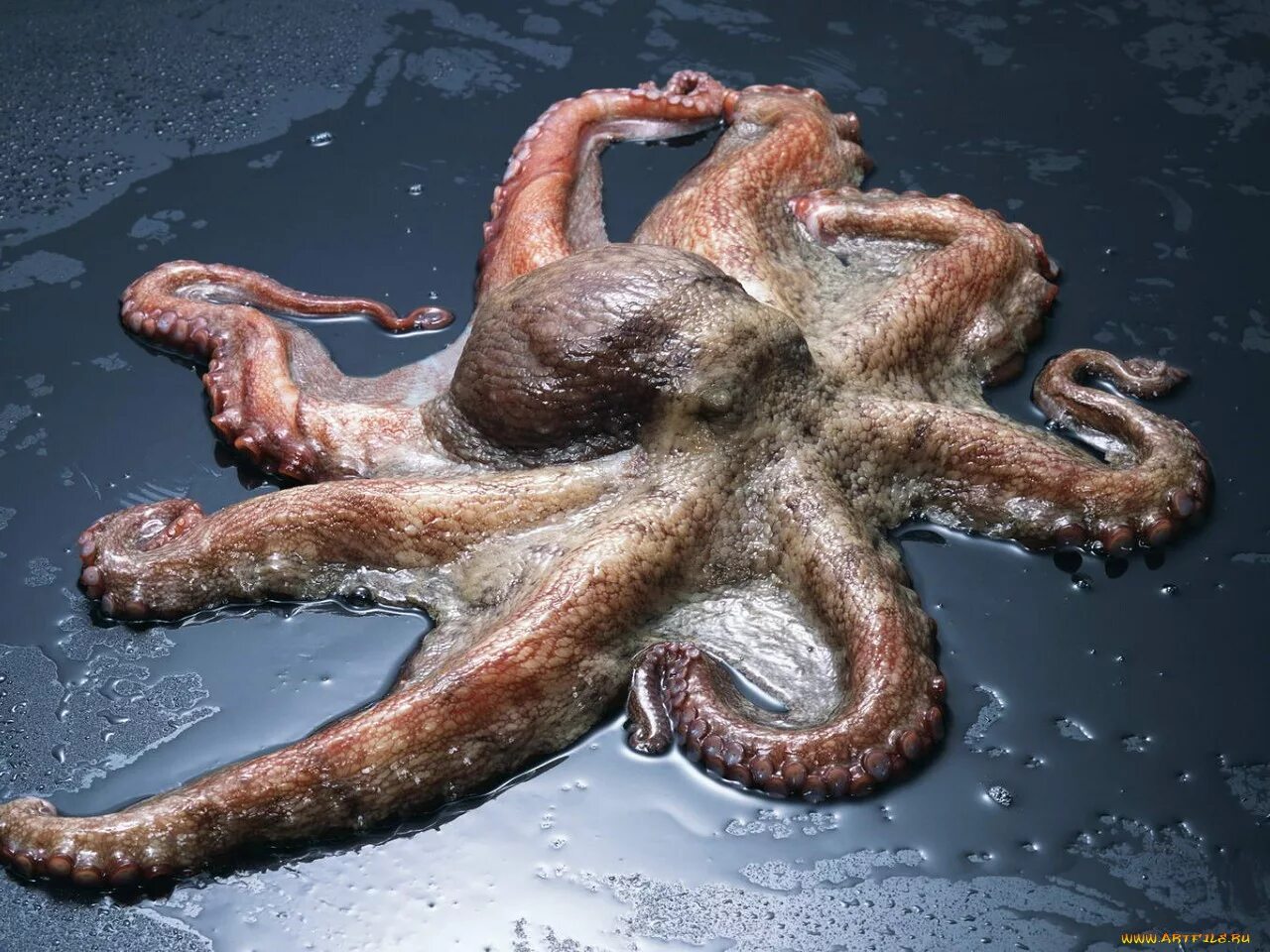 Осьминог на суше. Осьминог живой. гигантский осьминог.