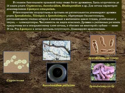 Бактерии живущие в почве