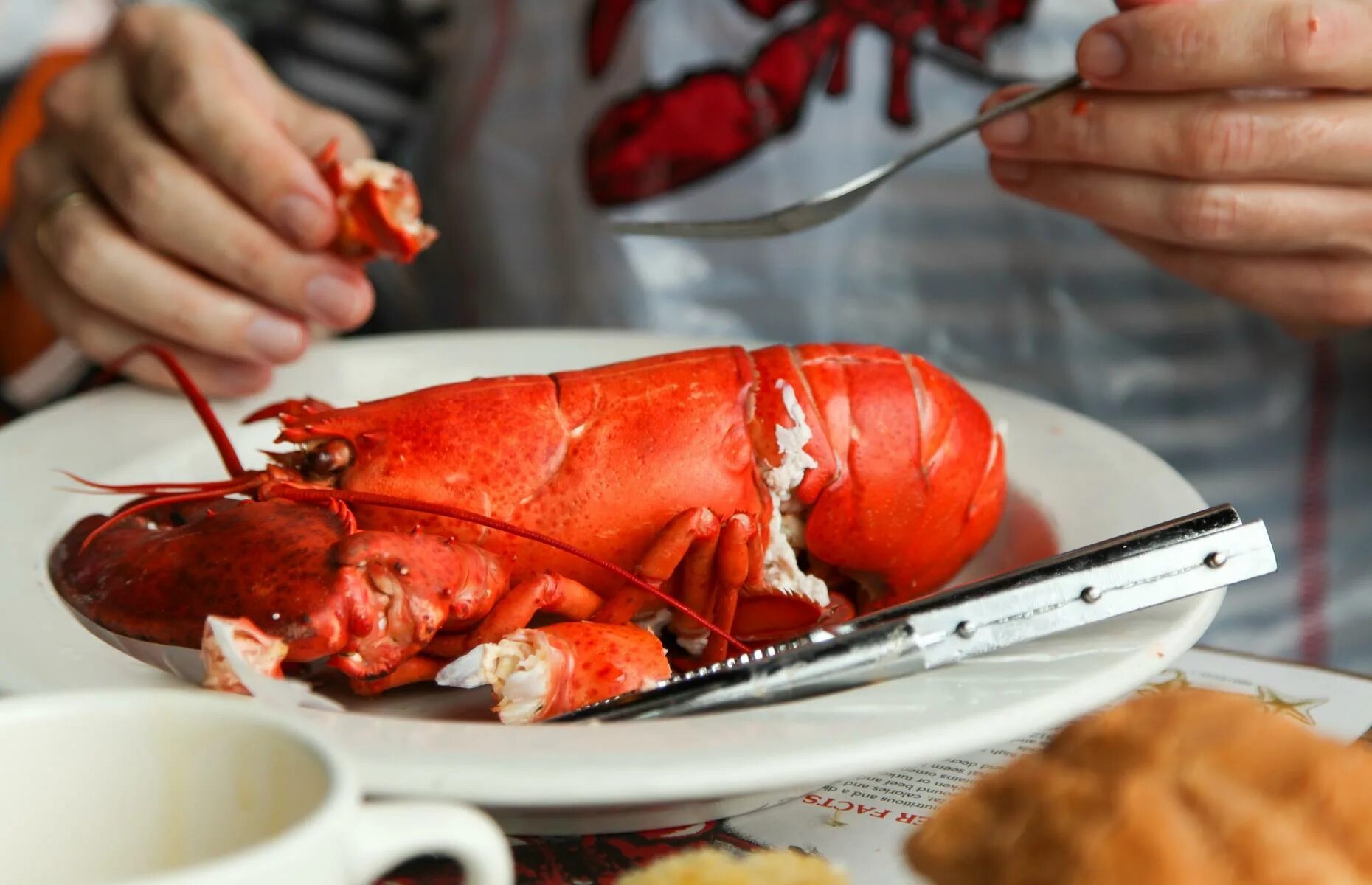 How lobster communicate