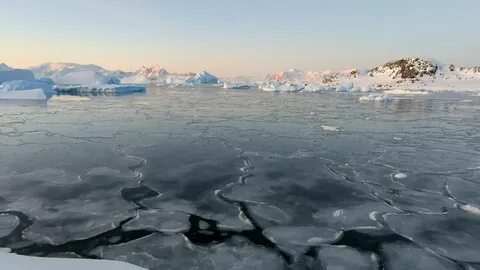 The sea ice