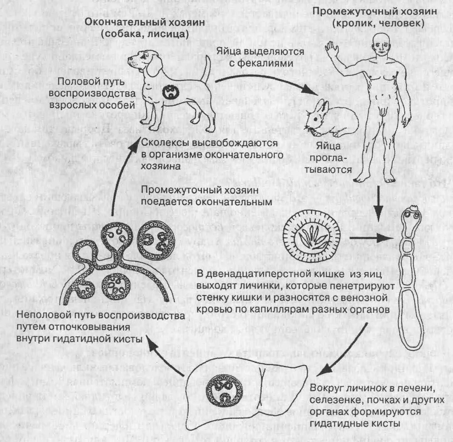 Может ли человек быть промежуточным хозяином. Цикл развития эхинококка Echinococcus granulosus. Эхинококк Echinococcus granulosus жизненный цикл. Эхинококкоз цикл развития схема. Цикл развития Echinococcus granulosus.