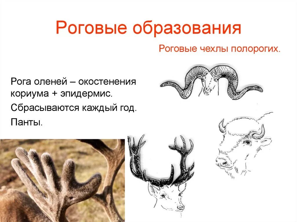 Строение рога животных. Роговые образования у млекопитающих. Роговые образования кожи у животных. Рога образуются из.