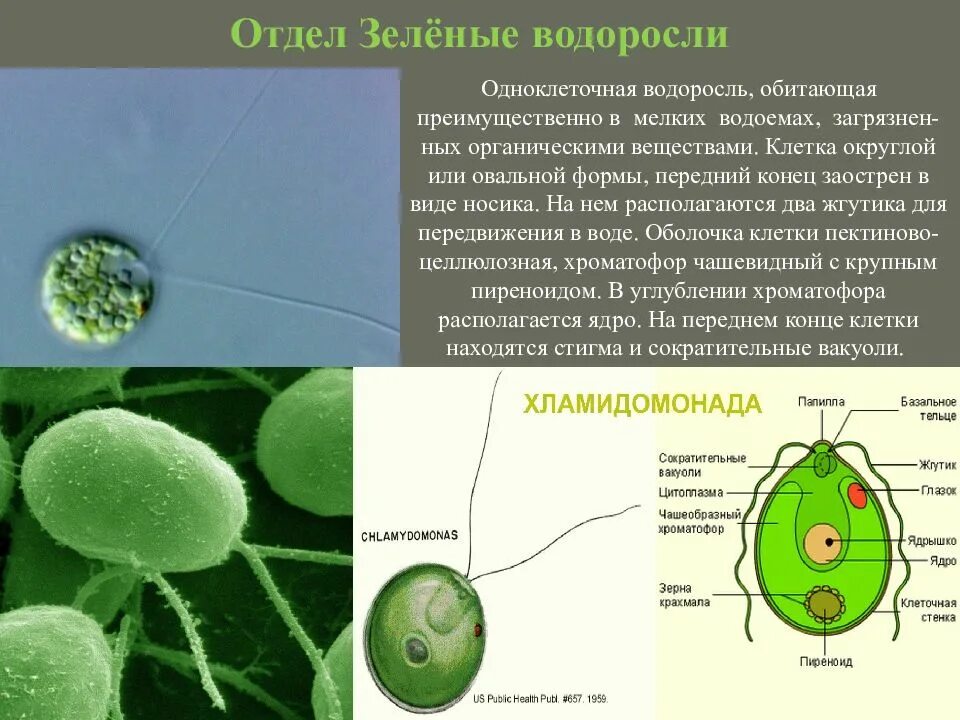 Появление одноклеточных водорослей