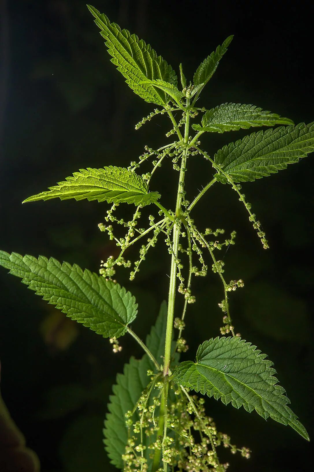 Крапива двудомная (Urtíca dióica). Крапива (Urtica dioica). Крапива двудомная Urtíca dióica цветы. Крапива двудомная (Urtica dioica).