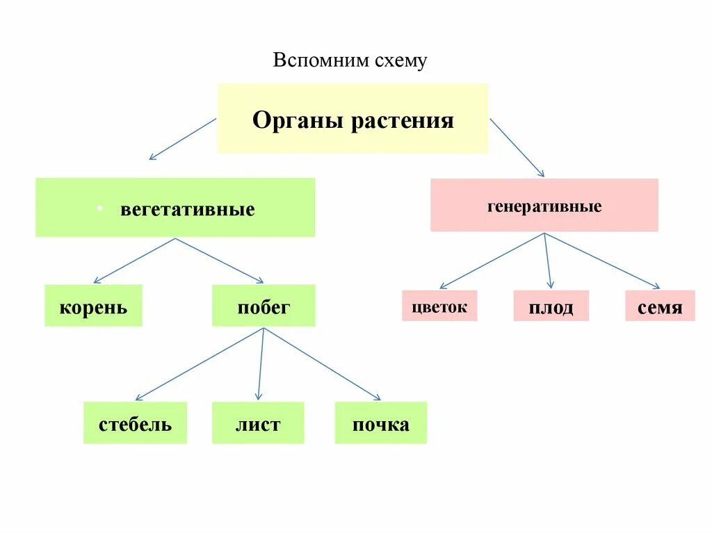 Генеративные органы перечислить. Органы растений вегетативные и генеративные схема. Схема органы растений 6 класс биология. Функции органов цветкового растения 6 класс. Органы цветкового растения 6 класс биология таблица.