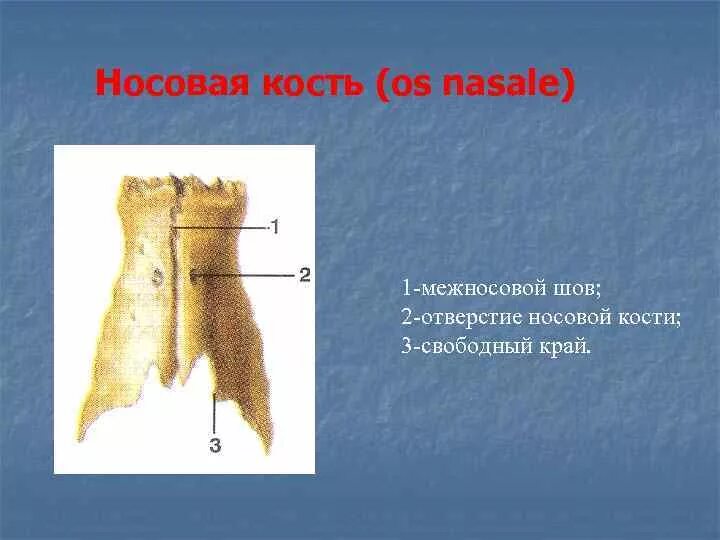 Носовой шов. Носовая кость. строение носовой кости. носовая кость строение.