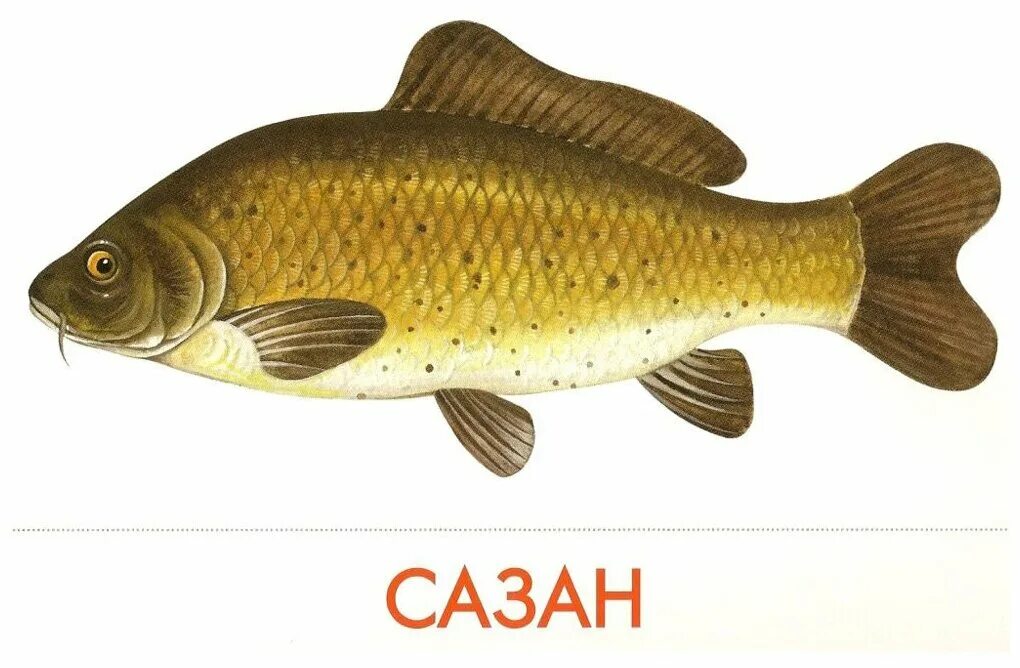 Картинка речные рыбы для детей. Сазан (Cyprinus Carpio). Речные рыбы для детей. Карточки рыбы для детей. Речные рыбы карточки для детей.